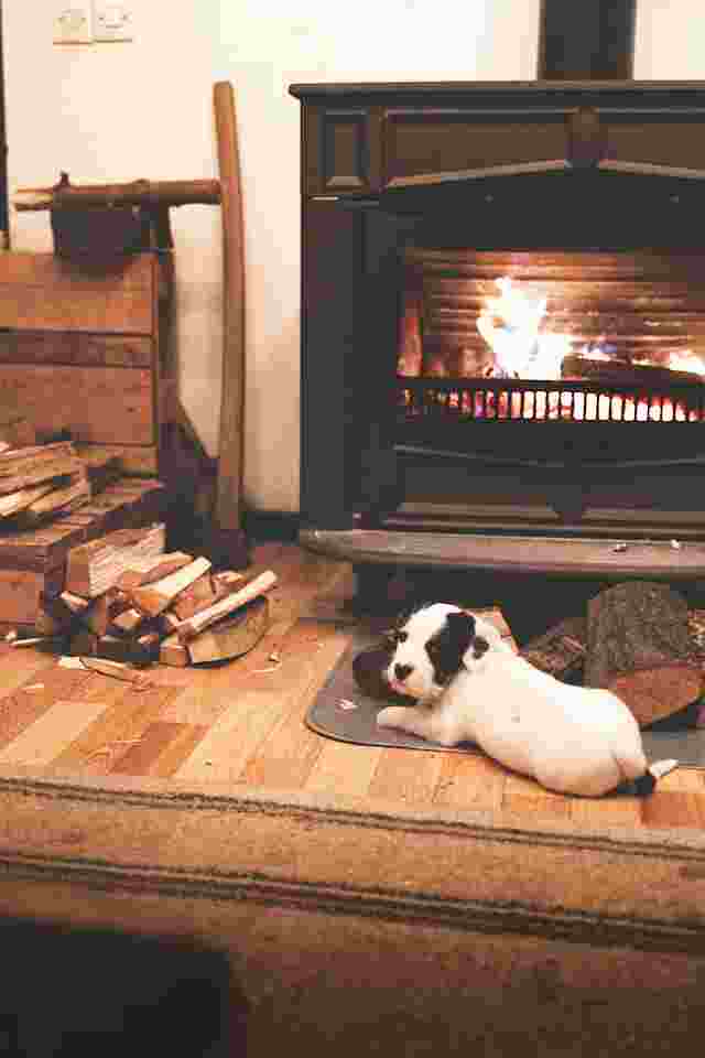 chiot devant une cheminée à bois